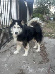 Found/Stray Unknown Dog last seen 10th street, McAllen, TX 78504