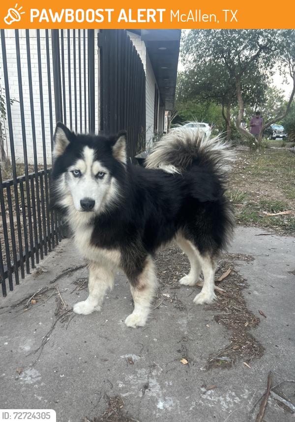Found/Stray Unknown Dog last seen 10th street, McAllen, TX 78504