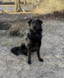 Lost Male Dog last seen Los Lunas Prison , Los Lunas, NM 87031
