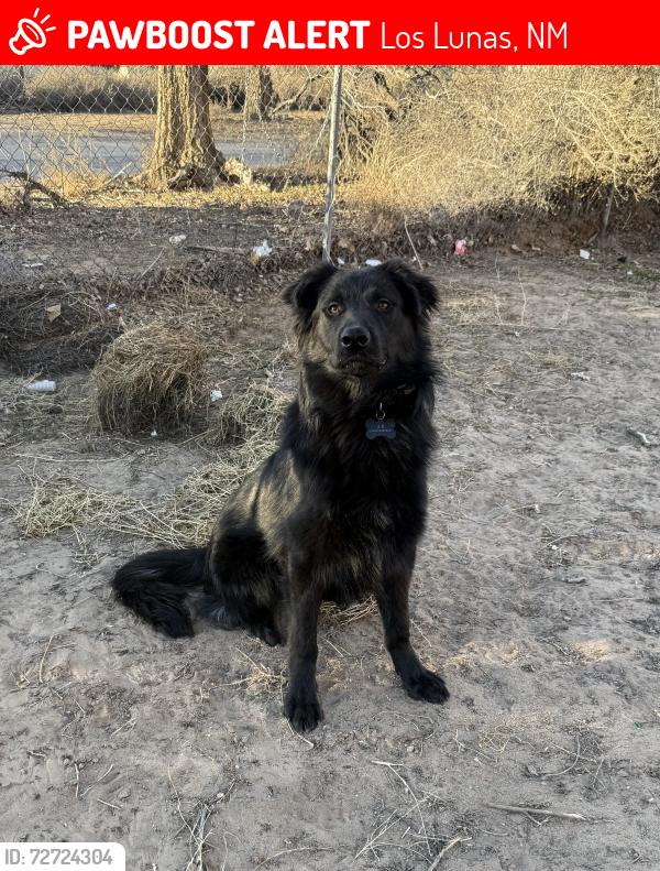Lost Male Dog last seen Los Lunas Prison , Los Lunas, NM 87031