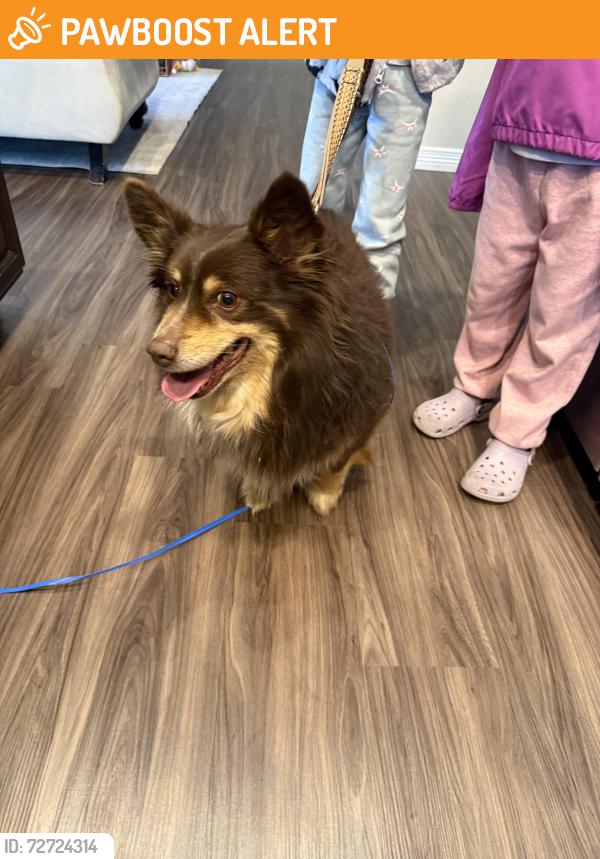 Found/Stray Unknown Dog last seen Lorson Blvd and Skuna, Colorado Springs, CO 80925