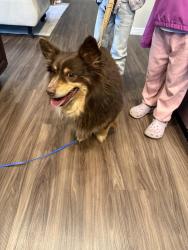 Found/Stray Unknown Dog last seen Lorson Blvd and Skuna, Colorado Springs, CO 80925