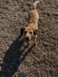 Lost Female Dog last seen Dawson St. & Maple Ave, Moorestown, NJ 08057