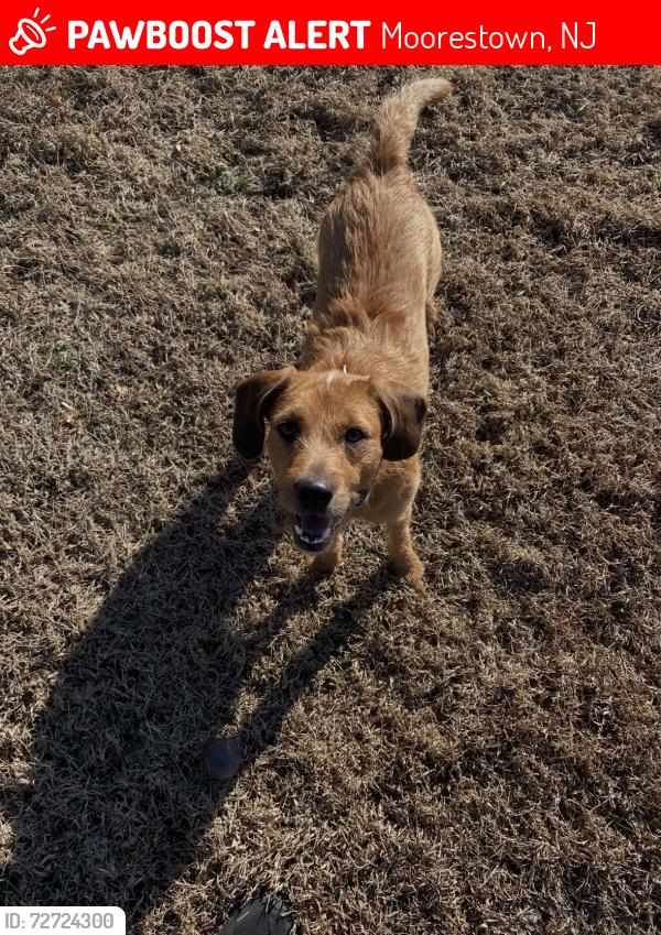 Lost Female Dog last seen Dawson St. & Maple Ave, Moorestown, NJ 08057