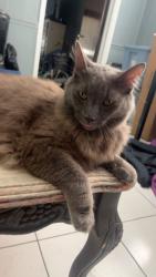 Lost Male Cat last seen Avenues of Baldwin Park off of Semoran , Orlando, FL 32807