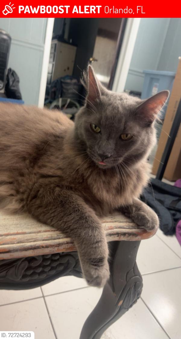 Lost Male Cat last seen Avenues of Baldwin Park off of Semoran, Orlando, FL 32807