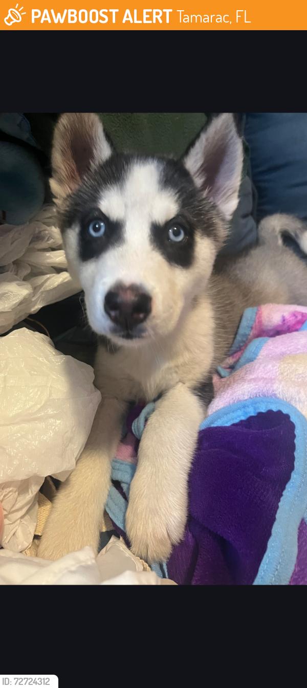 Found/Stray Unknown Dog last seen Woodlands Blvd and white hickory, Tamarac, FL 33319