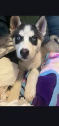 Found/Stray Unknown Dog last seen Woodlands Blvd and white hickory, Tamarac, FL 33319