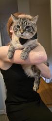 Lost Male Cat last seen In our backyard neat Free State Rd and Wineberry, Marshall, VA 20115