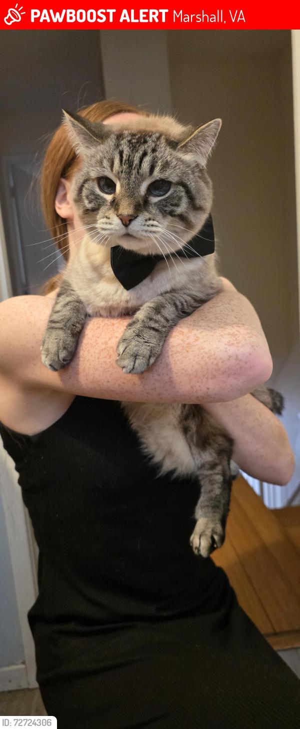 Lost Male Cat last seen In our backyard neat Free State Rd and Wineberry, Marshall, VA 20115