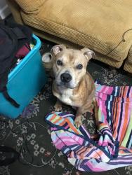 Found/Stray Male Dog last seen DYNAMITE ROAD AND PINNACLE PEAK, Cave Creek, AZ 85327