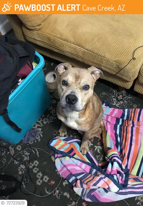 Found/Stray Male Dog last seen DYNAMITE ROAD AND PINNACLE PEAK, Cave Creek, AZ 85327