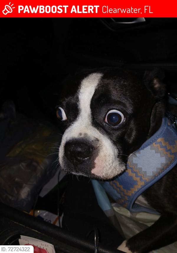 Lost Male Dog last seen Sunny Grove Mobile  Park near  Depot , Clearwater, FL 33765