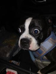 Lost Male Dog last seen Sunny Grove Mobile  Park near  Depot , Clearwater, FL 33765