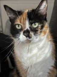 Lost Female Cat last seen Lee creek rd culloden wv , Culloden, WV 25510