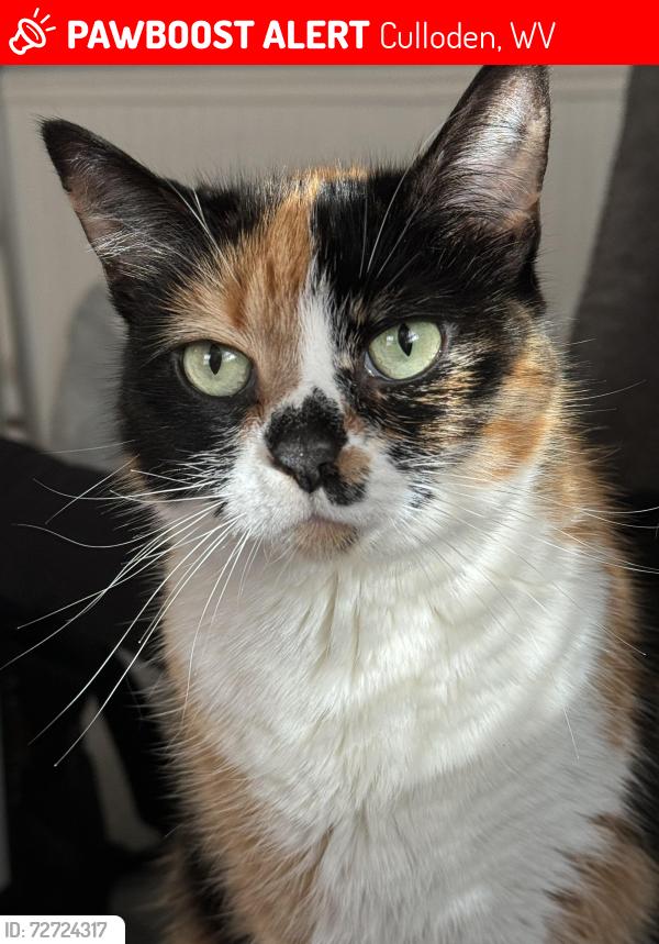 Lost Female Cat last seen Lee creek rd culloden wv , Culloden, WV 25510