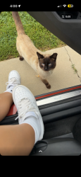 Found/Stray Male Cat last seen Edison ct, Visalia, CA 93292