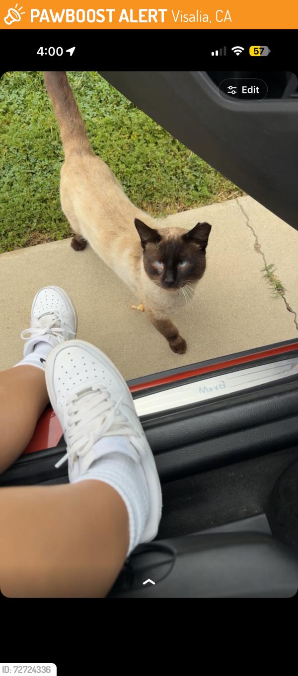 Found/Stray Male Cat last seen Edison ct, Visalia, CA 93292