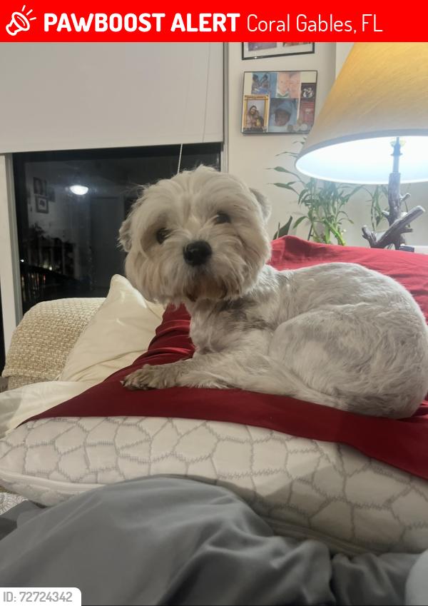 Lost Female Dog last seen S Le Jeune Rd, Coral Gables, FL 33134
