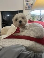 Lost Female Dog last seen S Le Jeune Rd, Coral Gables, FL 33134