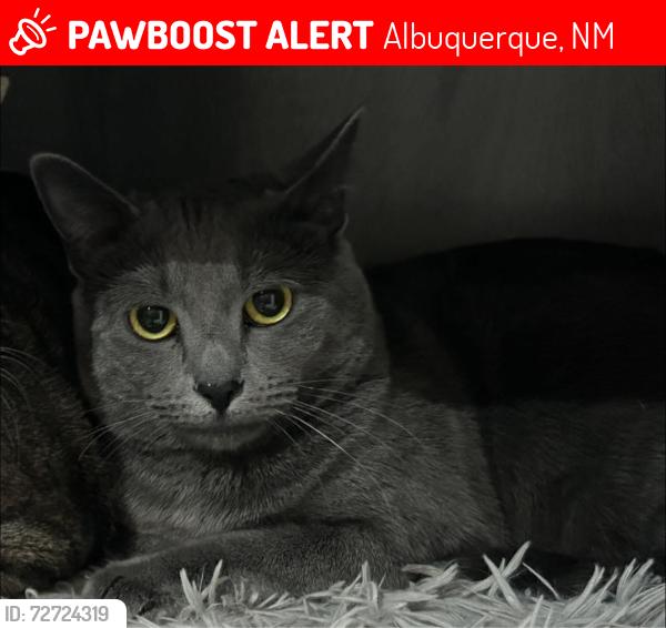 Lost Female Cat last seen Taylor Ranch apmts, Building 22, Albuquerque, NM 87120