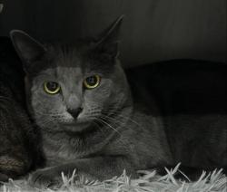 Lost Female Cat last seen Taylor Ranch apmts, Building 22, Albuquerque, NM 87120