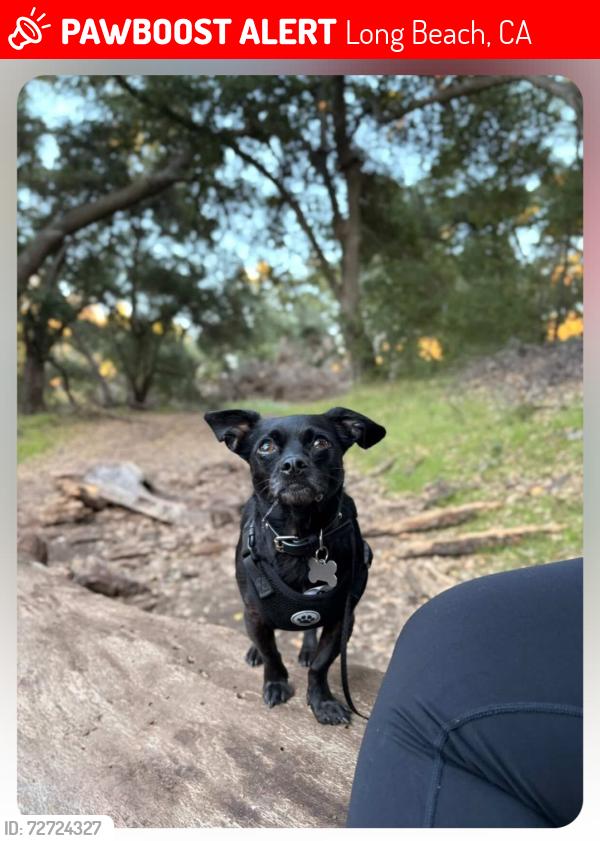 Lost Male Dog last seen Atlantic and Artesia, Long Beach, CA 90805