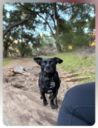 Lost Male Dog last seen Atlantic and Artesia, Long Beach, CA 90805
