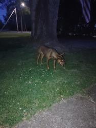 Found/Stray Unknown Dog last seen BENNETT AND LEE AVE, Crystal Springs, MS 39059