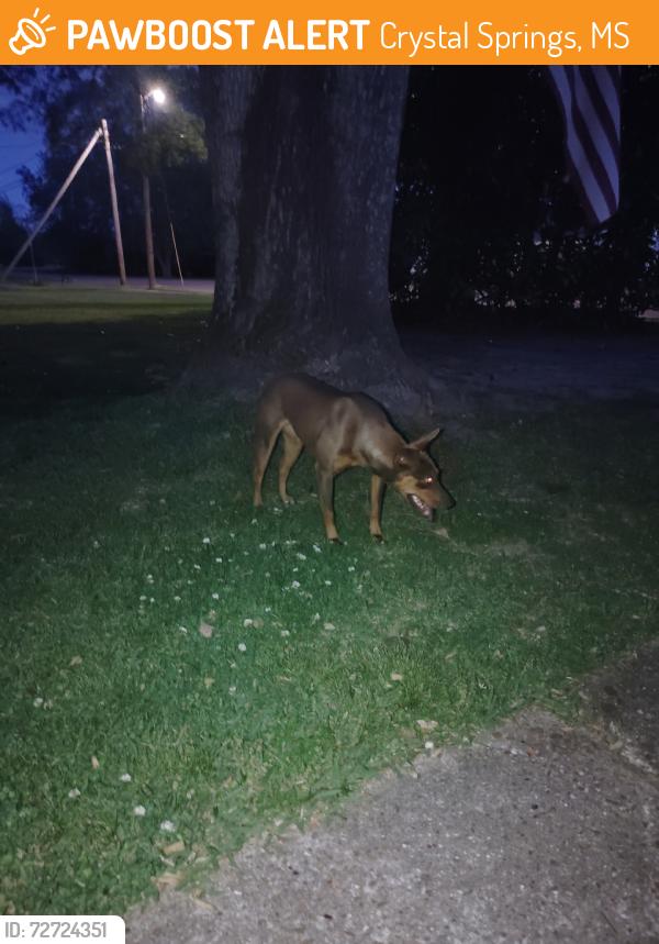 Found/Stray Unknown Dog last seen BENNETT AND LEE AVE, Crystal Springs, MS 39059