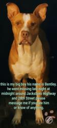 Lost Male Dog last seen Clinton Ave , Fort Worth, TX 76164