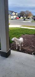 Found/Stray Male Dog last seen Near N Calvin Rd Spokane Valley, WA, Spokane Valley, WA 99216