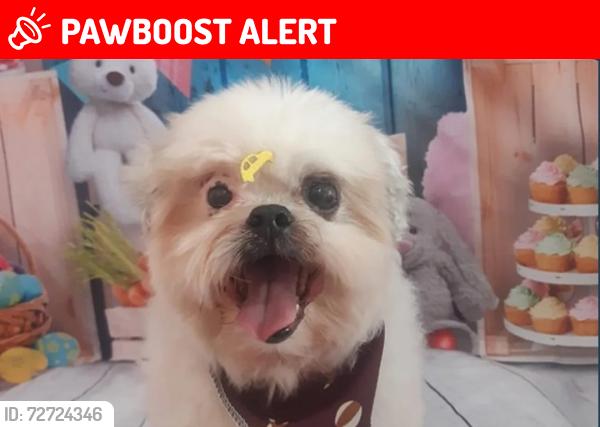 Lost Male Dog last seen De frente a uma vegetação, o local possui algumas construções , Jardim Baroneza, PR 