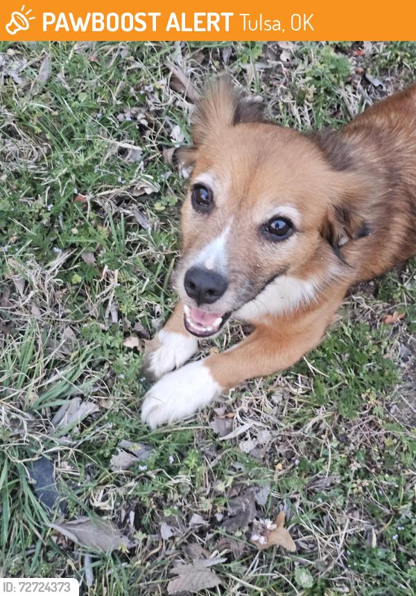 Found/Stray Female Dog last seen Harvard and independence, Tulsa, OK 74115