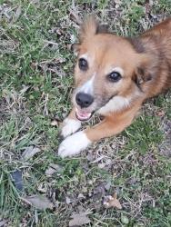 Found/Stray Female Dog last seen Harvard and independence, Tulsa, OK 74115