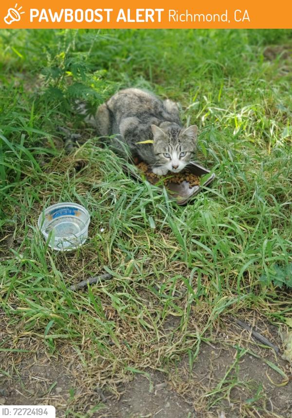 Found/Stray Unknown Cat last seen Miller Knox Park, Richmond, CA 94801