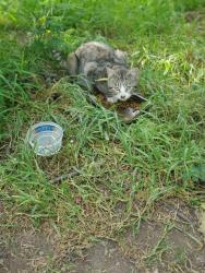 Found/Stray Unknown Cat last seen Miller Knox Park, Richmond, CA 94801