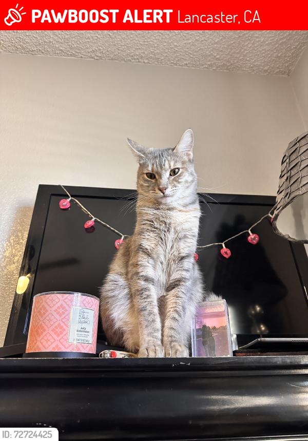 Lost Female Cat last seen K14, Lancaster, CA 93536