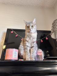 Lost Female Cat last seen K14, Lancaster, CA 93536