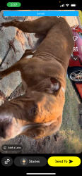 Lost Male Dog last seen Mansfield hwy ,shackleford st, Algerita st 76119, Fort Worth, TX 76119