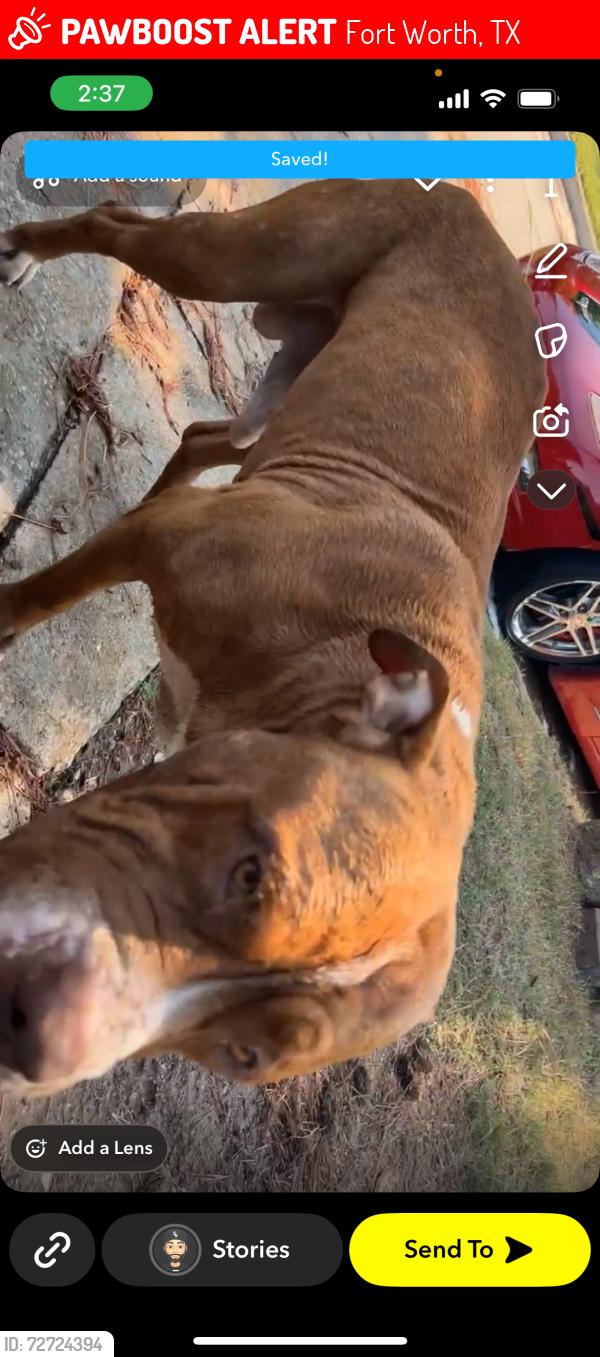 Lost Male Dog last seen Mansfield hwy ,shackleford st, Algerita st 76119, Fort Worth, TX 76119