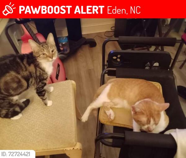 Lost Male Cat last seen Taylor Street Eden NC, Eden, NC 27288