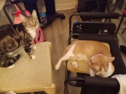 Lost Male Cat last seen Taylor Street Eden NC, Eden, NC 27288