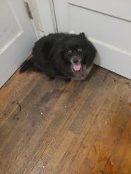 Found/Stray Female Dog last seen Catholic High, French Truck Coffee, Baton Rouge, LA 70806
