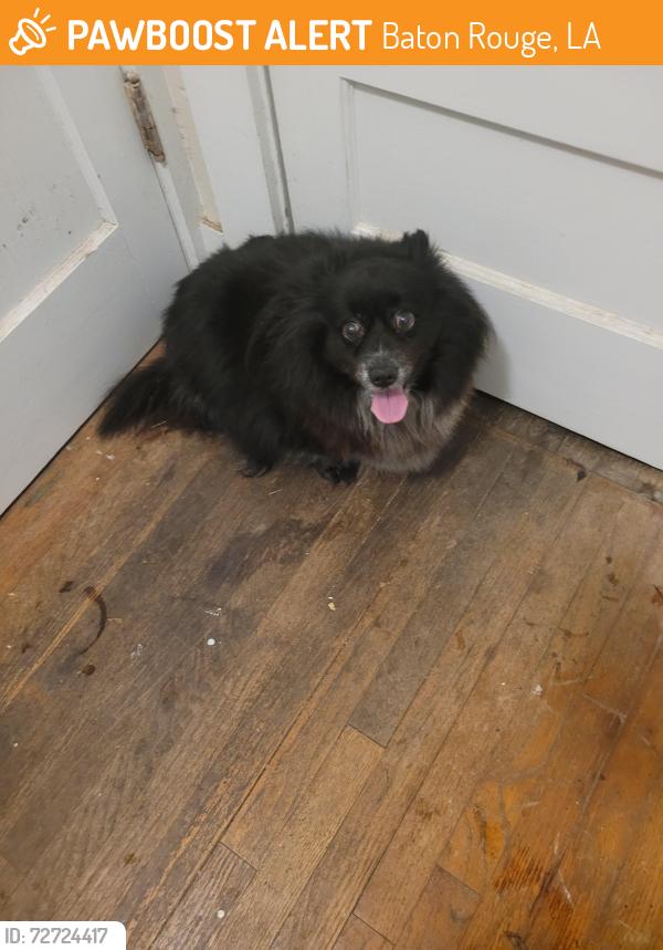 Found/Stray Female Dog last seen Catholic High, French Truck Coffee, Baton Rouge, LA 70806