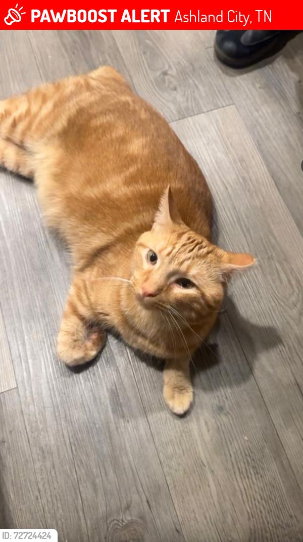 Lost Male Cat last seen Groves Rd, Ashland City, TN 37015