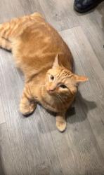 Lost Male Cat last seen Groves Rd, Ashland City, TN 37015