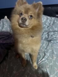 Lost Male Dog last seen Trotwood neighborhood , Dayton, OH 45426