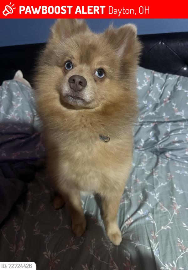 Lost Male Dog last seen Trotwood neighborhood , Dayton, OH 45426