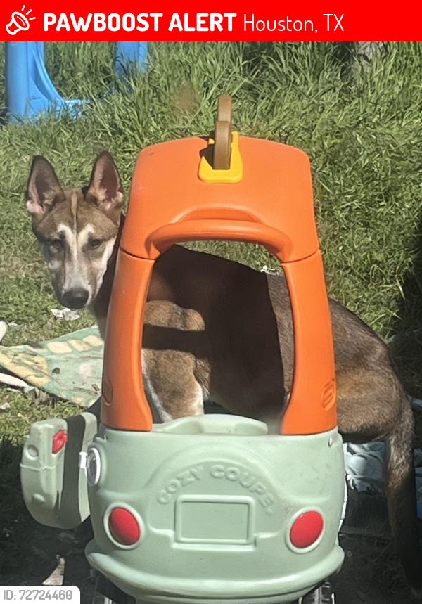 Lost Female Dog last seen Near Hialeah Dr, Houston, TX 77092